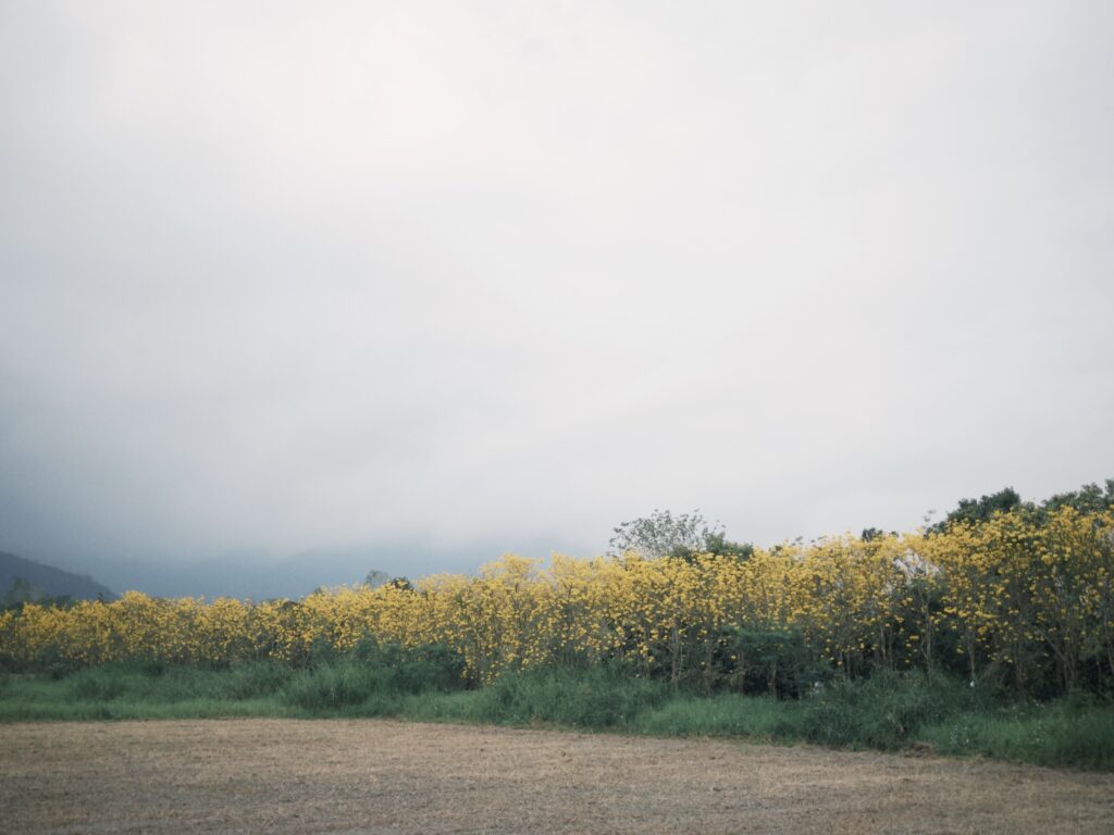 富源・黃花風鈴木