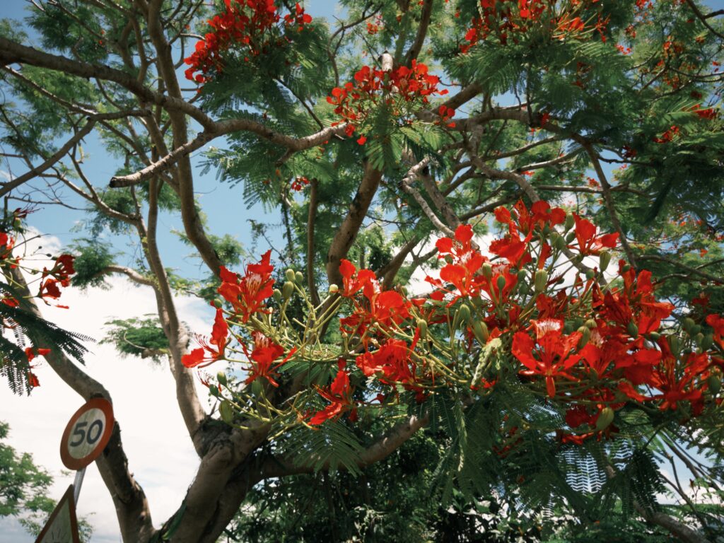 花蓮193縣道的風景,鳳凰花