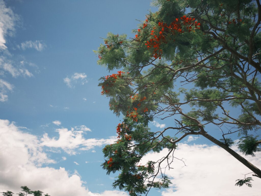 鳳凰花樹
