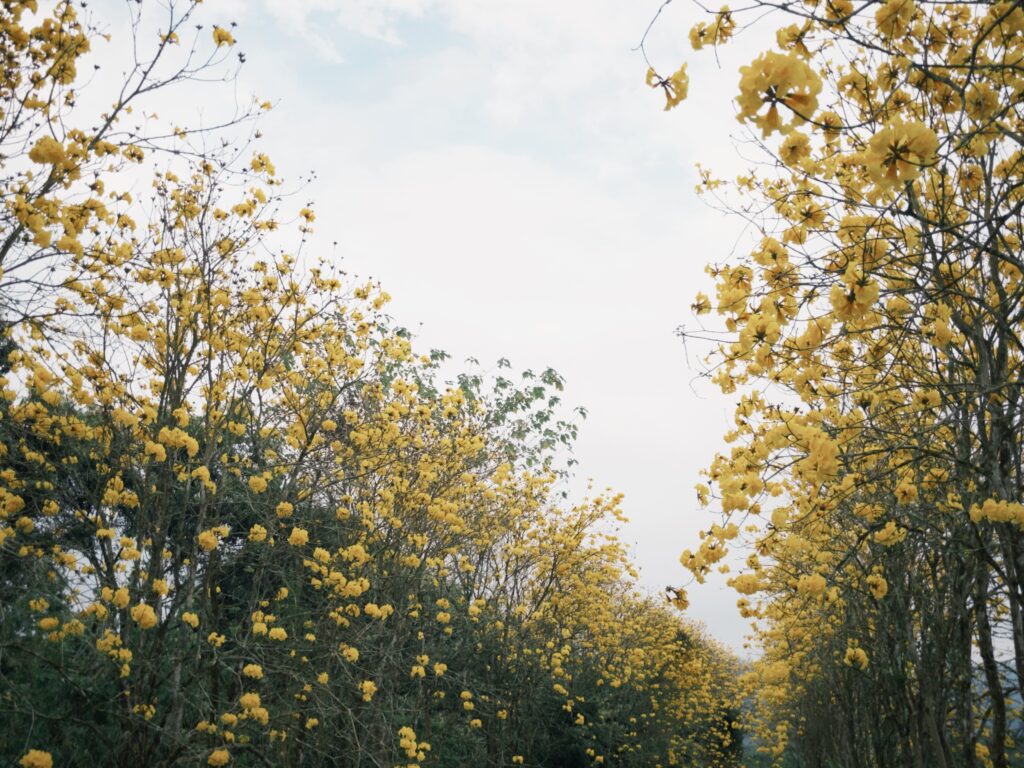 富源・黃花風鈴木