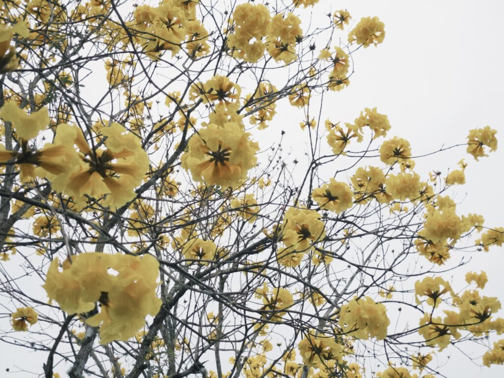 富源・黃花風鈴木